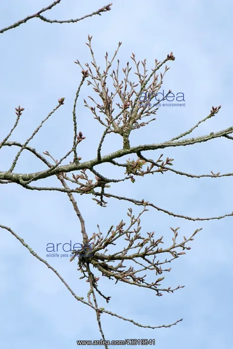 : Ornamental cherry : Ornamental cherry