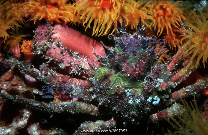  : Ornamental Crab - these fascinating crabs grow