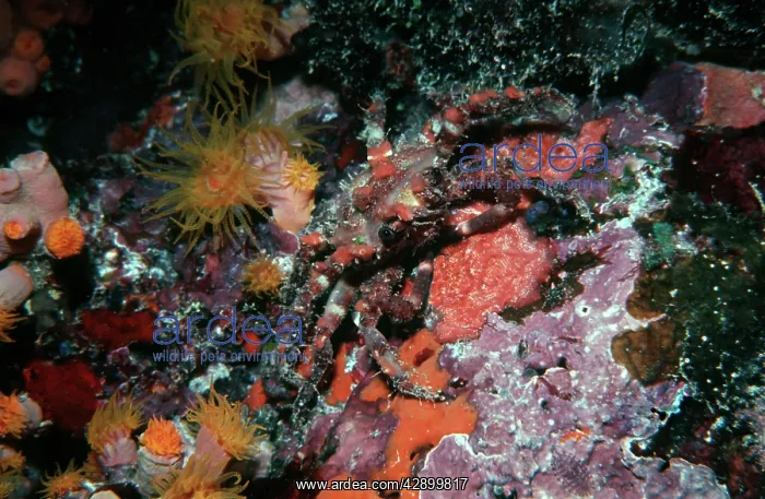 : Ornamental crab.- these fascinating crabs grow : Ornamental crab.- these fascinating crabs grow