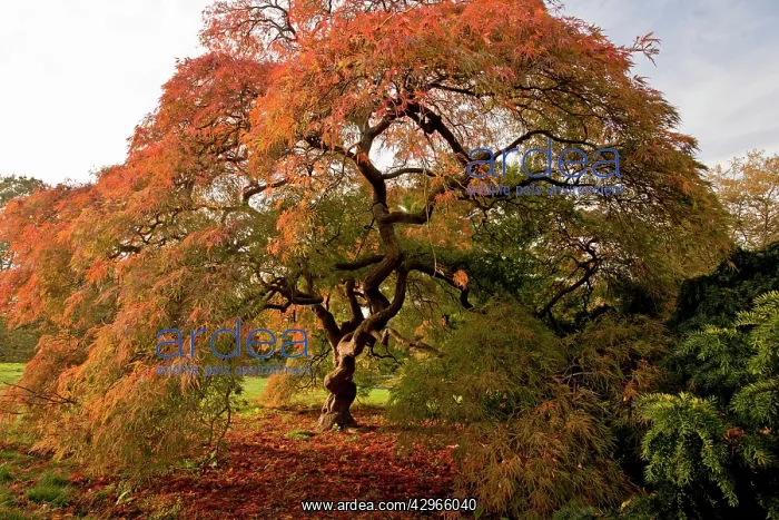 : An ornamental Japanese Maple - autumn : An ornamental Japanese Maple - autumn