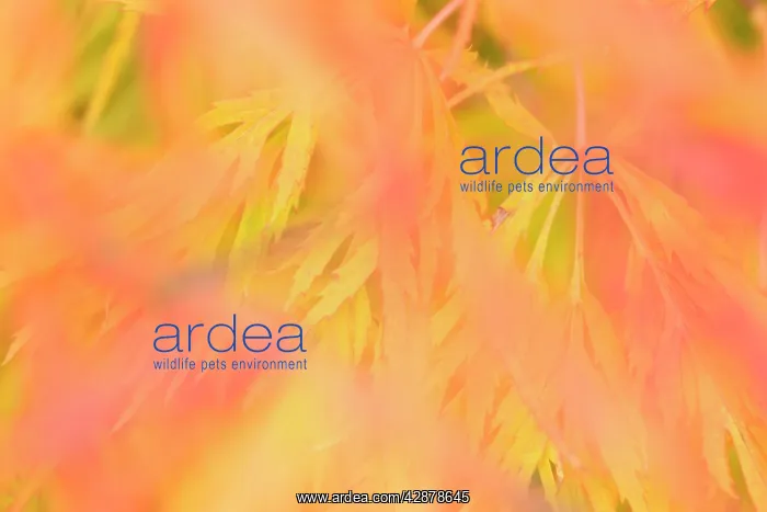 : Ornamental maple - yellow and red coloured ornamental : Ornamental maple - yellow and red coloured ornamental