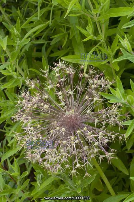 : Ornamental onion in bloom in a garden Allium cristophii : Ornamental onion in bloom in a garden Allium cristophii