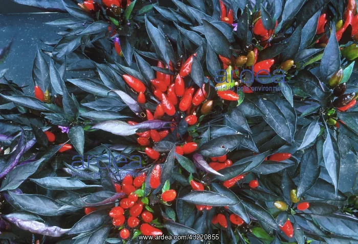 : Ornamental pepper plant : Ornamental pepper plant