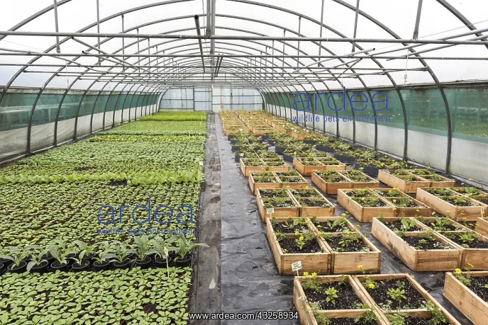 : Ornamental plants growing square in a greenhouse : Ornamental plants growing square in a greenhouse