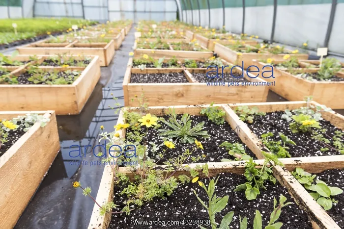 : Ornamental plants growing square in a greenhouse : Ornamental plants growing square in a greenhouse