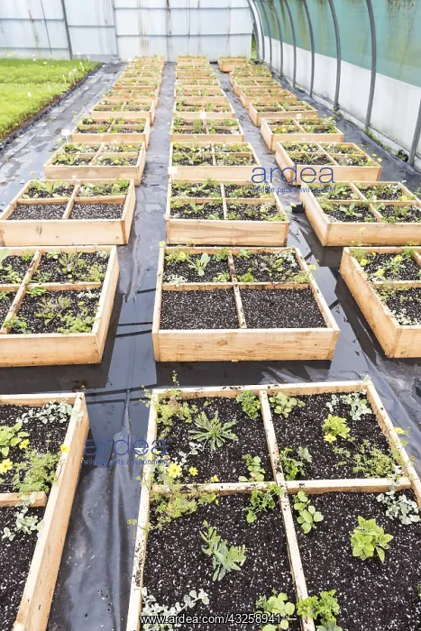 : Ornamental plants growing square in a greenhouse : Ornamental plants growing square in a greenhouse