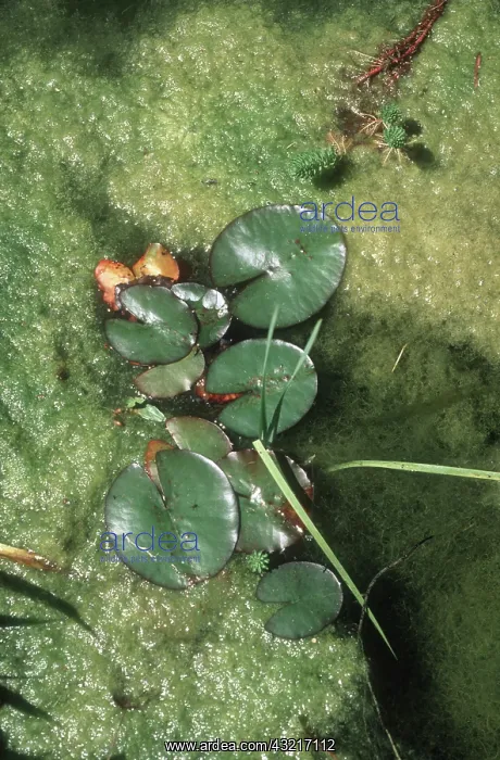 : Ornamental pond : Ornamental pond
