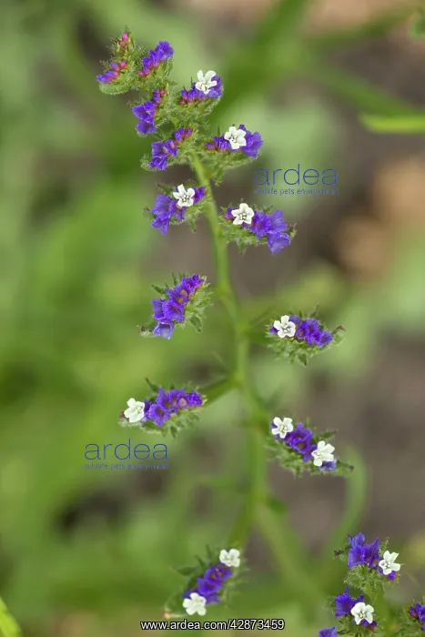 : An ornamental sea-lavender : An ornamental sea-lavender