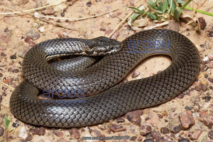  : Ornamental Snake