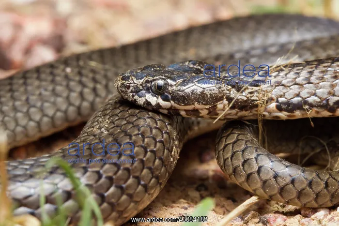  : Ornamental Snake