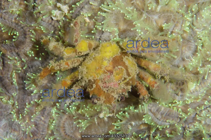: Ornamental Spider Crab on coral - Tanjung Uli dive : Ornamental Spider Crab on coral - Tanjung Uli dive