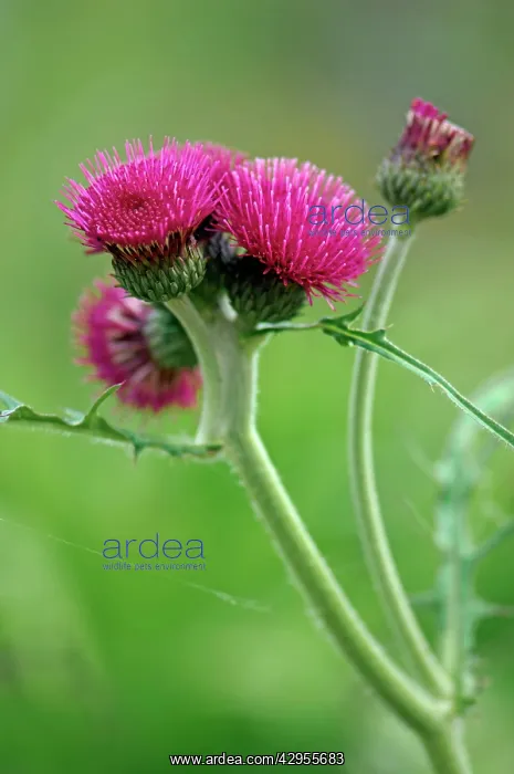 : Ornamental thistle - An erect herbaceous perennial : Ornamental thistle - An erect herbaceous perennial