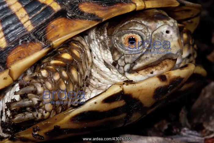 : Ornate Box Turtle : Ornate Box Turtle