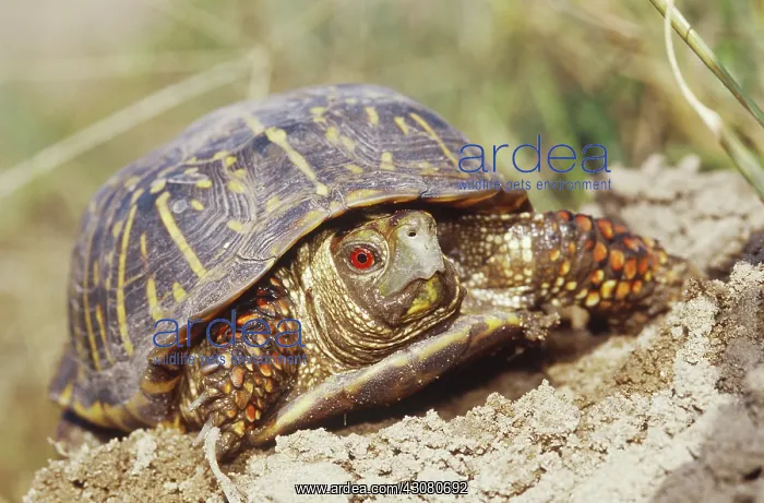 : Ornate Box Turtle : Ornate Box Turtle