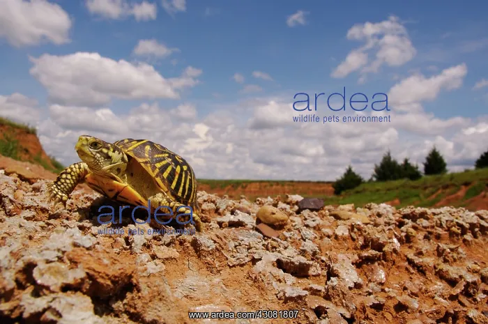 : Ornate Box Turtle : Ornate Box Turtle
