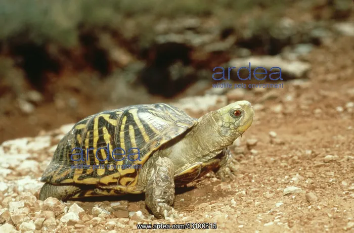 : Ornate Box Turtle (Terrapene ornata ornata) : Ornate Box Turtle (Terrapene ornata ornata)