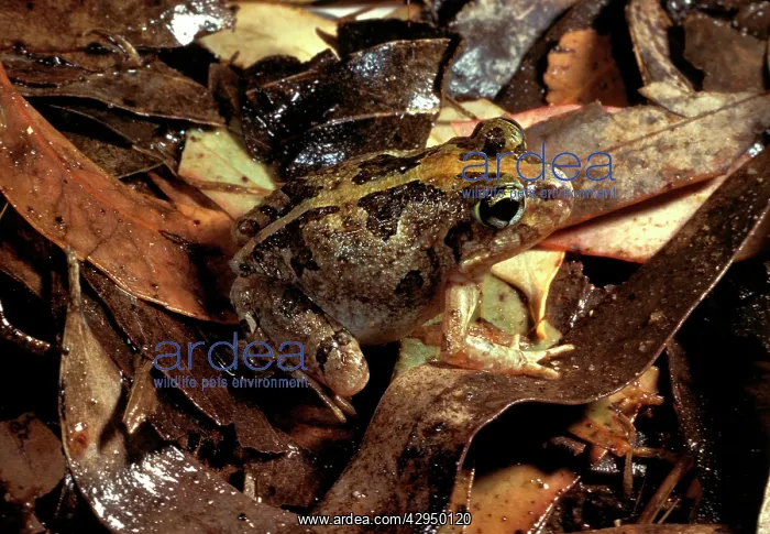 : Ornate burrowing frog : Ornate burrowing frog
