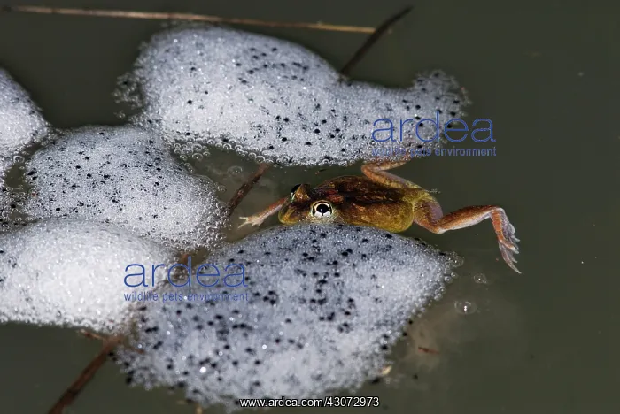  : Ornate Burrowing Frog
