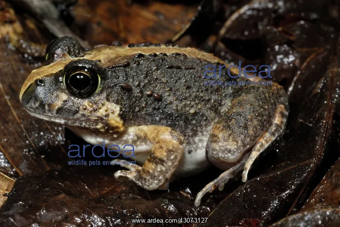 : Ornate Burrowing Frog : Ornate Burrowing Frog