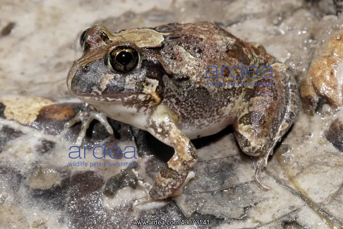 : Ornate Burrowing Frog : Ornate Burrowing Frog