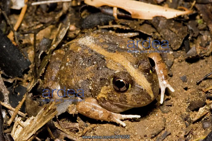 : Ornate burrowing frog : Ornate burrowing frog