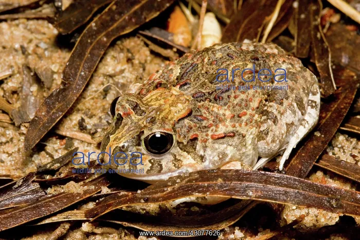 : Ornate burrowing frog : Ornate burrowing frog