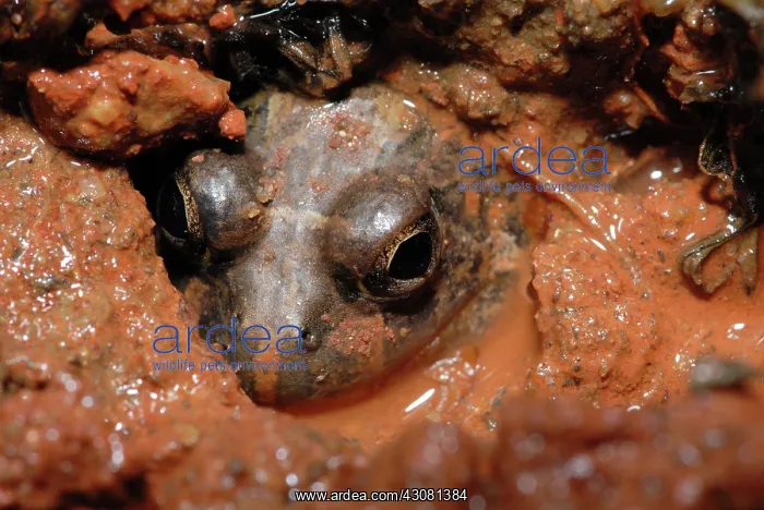 : Ornate Burrowing Frog : Ornate Burrowing Frog