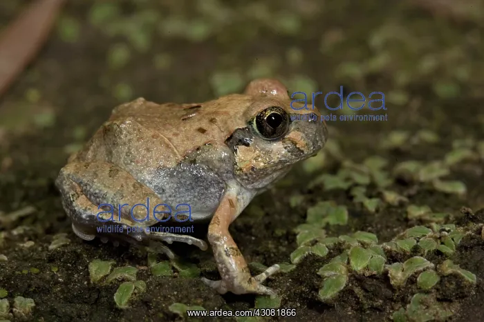 : Ornate Burrowing Frog : Ornate Burrowing Frog