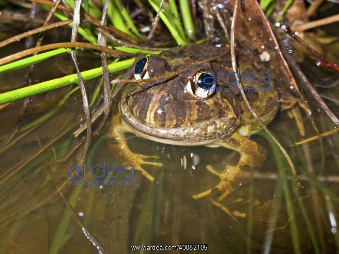 : Ornate Burrowing Frog : Ornate Burrowing Frog