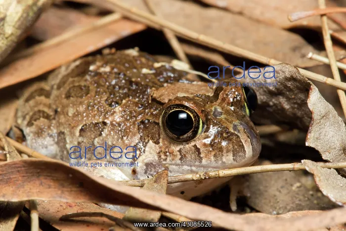: Ornate Burrowing Frog : Ornate Burrowing Frog