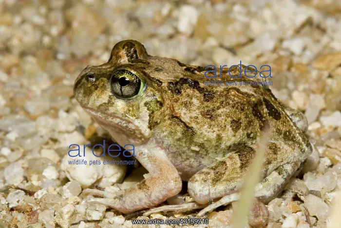 : Ornate burrowing frog : Ornate burrowing frog