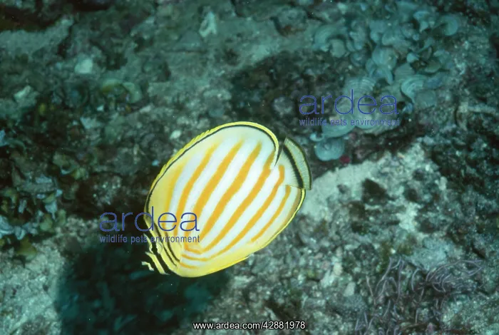 : Ornate Butterflyfish : Ornate Butterflyfish