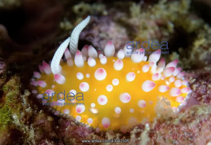 : Ornate Cadlinella Nudibranch with pink-tipped white : Ornate Cadlinella Nudibranch with pink-tipped white