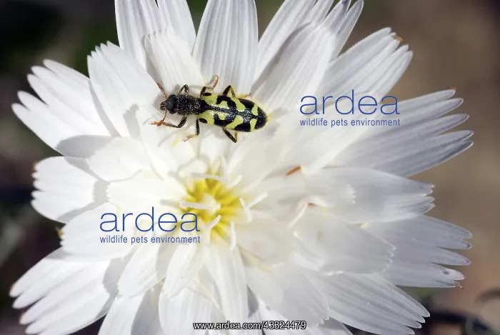 : Ornate Checkered Beetle : Ornate Checkered Beetle