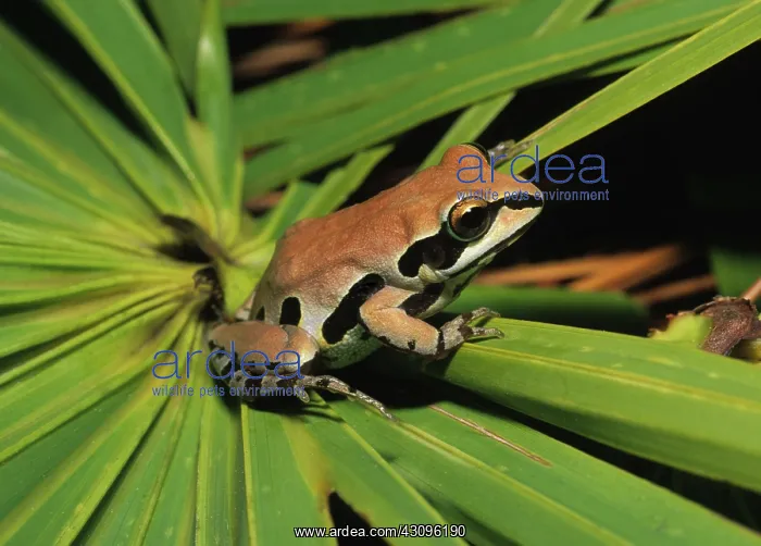 : Ornate Chorus Frog : Ornate Chorus Frog