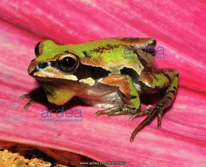 : Ornate Chorus Frog : Ornate Chorus Frog
