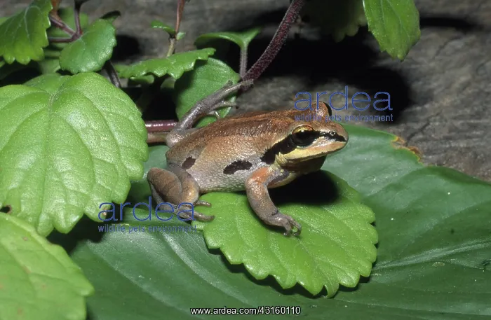 : Ornate Chorus Frog : Ornate Chorus Frog