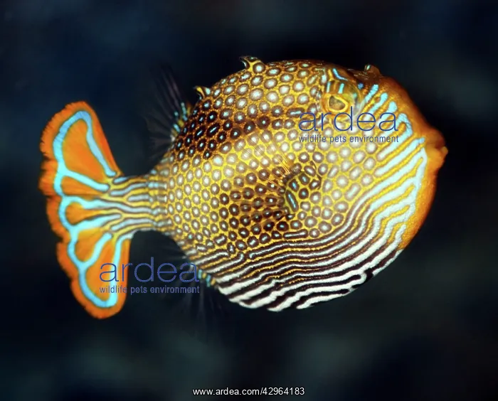 : Ornate Cowfish, south Australian coasts : Ornate Cowfish, south Australian coasts