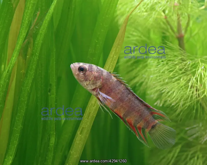 : Ornate ctenopoma - side view, tropical freshwater : Ornate ctenopoma - side view, tropical freshwater