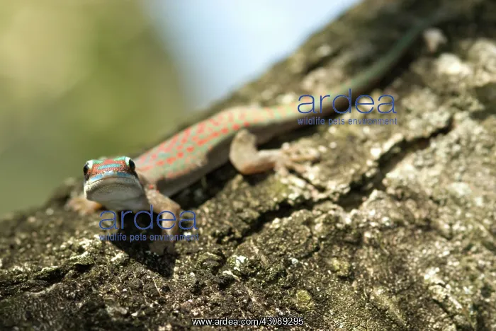  : Ornate Day Gecko