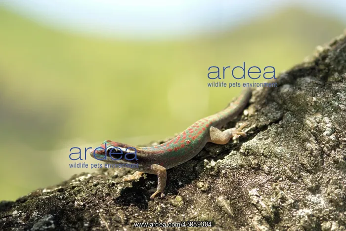  : Ornate Day Gecko