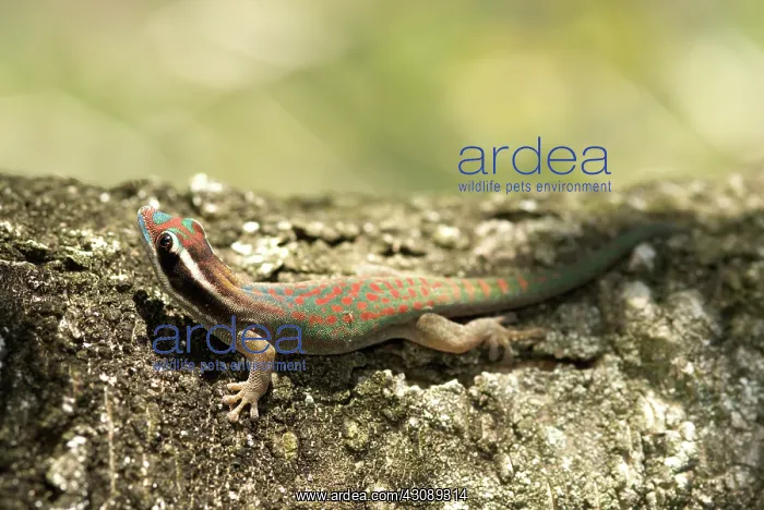 : Ornate Day Gecko : Ornate Day Gecko