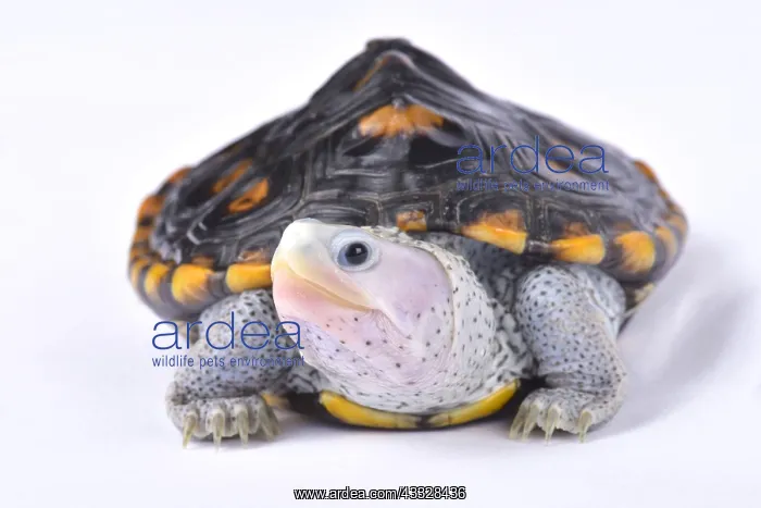 : Ornate diamondback terrapin (Malaclemys terrapin : Ornate diamondback terrapin (Malaclemys terrapin