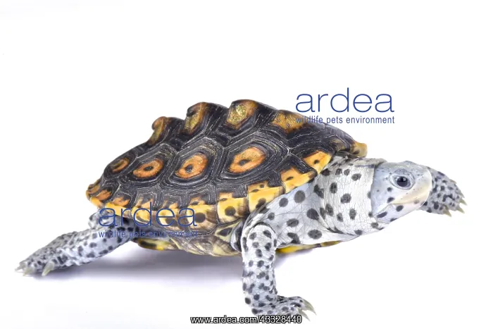 : Ornate diamondback terrapin (Malaclemys terrapin : Ornate diamondback terrapin (Malaclemys terrapin