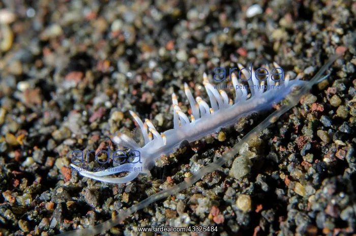  : Ornate Flabellina Nudibranch - Amed Beach dive site