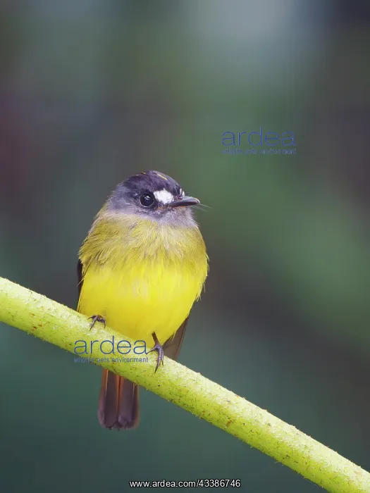  : Ornate Flycatcher Myiotriccus ornatus Ecuador BI