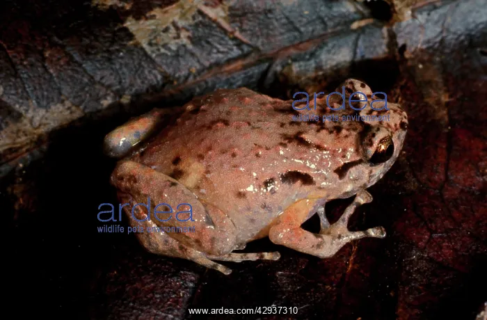 : Ornate frog - very small frog (about 2.5 cm) with : Ornate frog - very small frog (about 2.5 cm) with