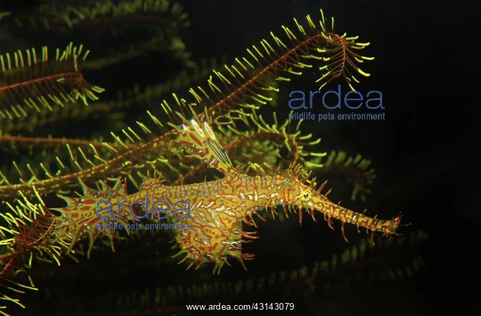 : Ornate Ghost Pipefish : Ornate Ghost Pipefish