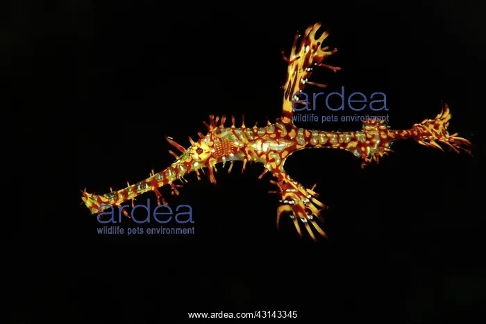 : Ornate Ghost Pipefish : Ornate Ghost Pipefish