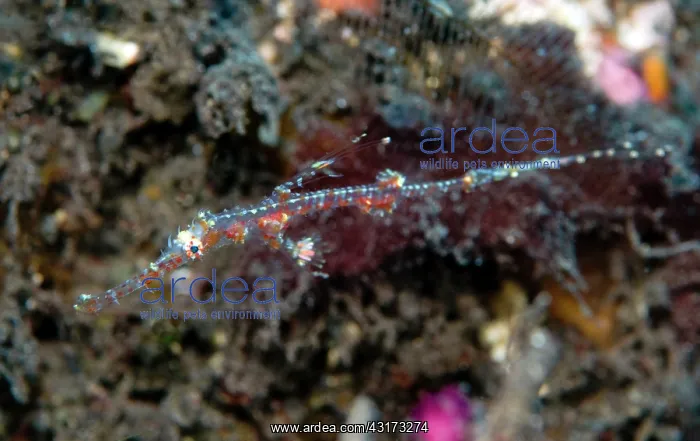 : Ornate Ghost Pipefish : Ornate Ghost Pipefish